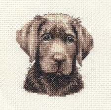 Chocolate labrador retriever - chocolate,
