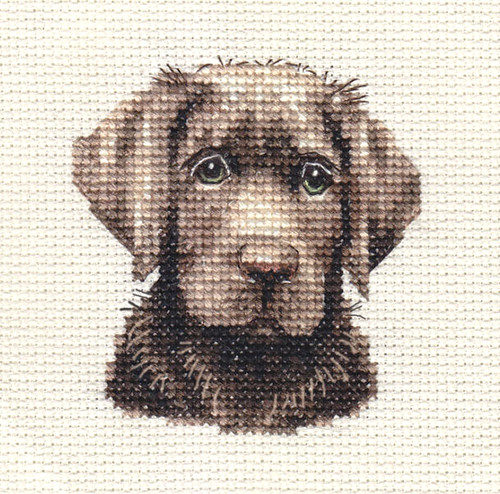 Chocolate labrador retriever - labrador,