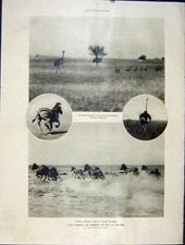 Old Vintage Print Gnu Wildebeest Gnou Desert Zebra Ostrich Animal 1931 20th