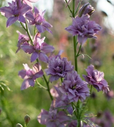 Delphinium earl grey - 15,