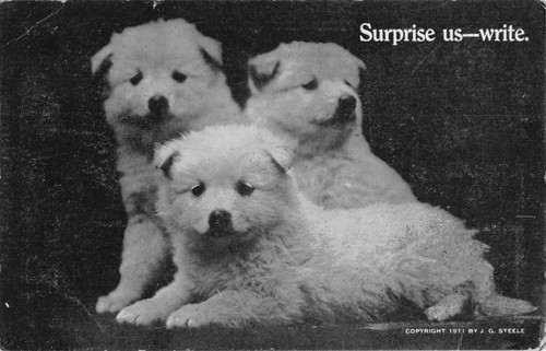 Three cute samoyed puppies - puppies, on