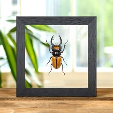 Stag beetle clear glass - clear,