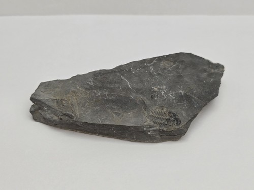 Elrathia trilobite fossil - elrathia,