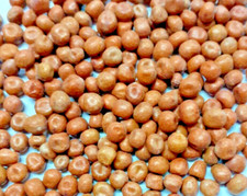 Maple Peas Fishing Bait Carp