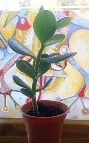 Jade plant large - -, crassula