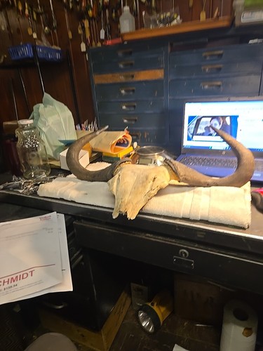 Horned buffalo skull cap - skull,