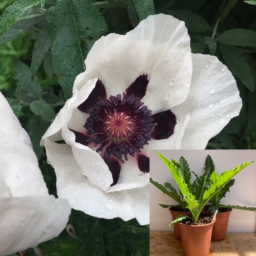Oriental poppy royal wedding - poppy, wedding'