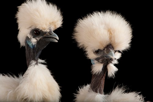 Calico show girl silkie - girl,