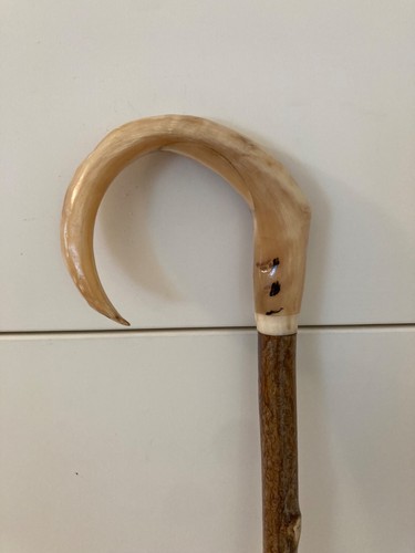 Rams horn crook on hazel - horn,