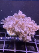Live Soft Coral Xenia Pulsing