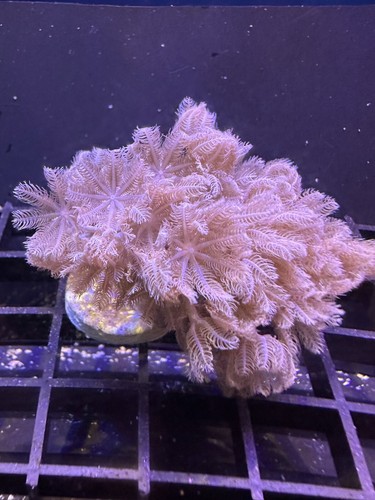 Xenia pulsing - xenia, 1"+