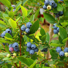 Blueberry Plant, Ozark Blue, late fruiting, sweet large berries, 9cm potted
