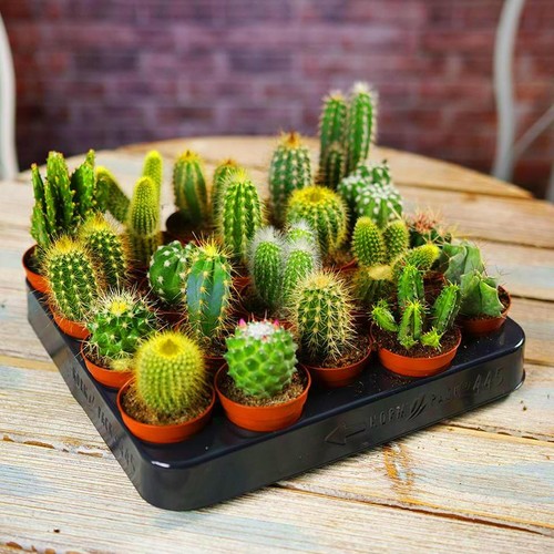 Mix succulent cactus house - succulent,