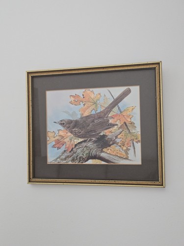 Vintage basil ede blackbird - ede,