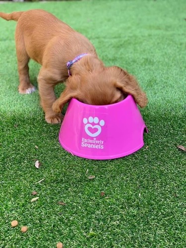 Two pink spaniel bowls more - pink,