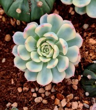 Echeveria White Minima variegated succulent plant 