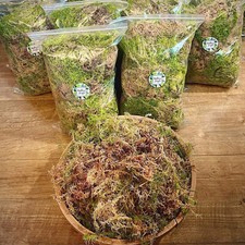 Live welsh sphagnum moss - welsh,