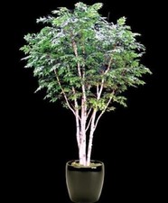 CANOA BIRCH (Birch Papyrifera)