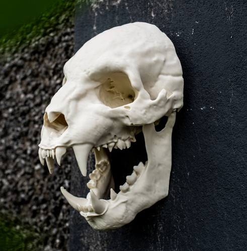 Werewolf skull wall art - werewolf,