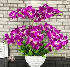 Large Orchid Potted Plant