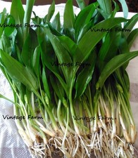 250 Wild Garlic Bulbs Only