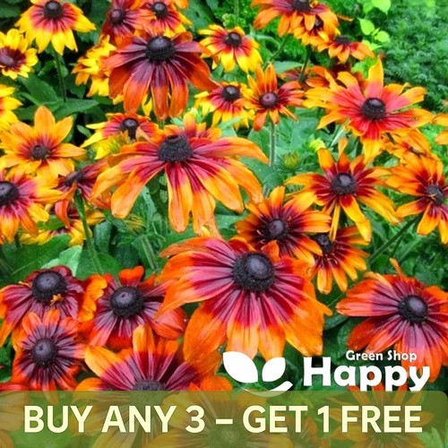 Coneflower autumn forest - forest,