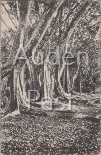 Fern gully jamaica banyan - fern,