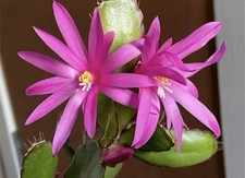 Rhipsalidopsis gaertneri Pink Easter Cactus plant middle size not in a bloom