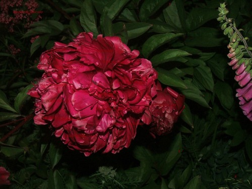 Huge blooms purple peony - blooms,