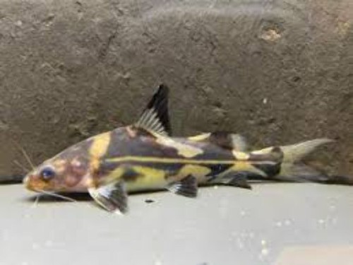 Marble lancer catfish - marble, 4.5-5.5