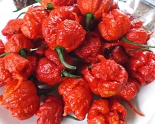 🌼 100% Genuine Worlds Hottest Carolina Reaper Naga Chilli Seeds 🌶 