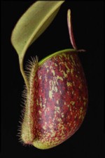 NEPENTHES AMPULLARIA TRICOLOR
