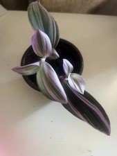 Tradescantia Nanouk baby only 