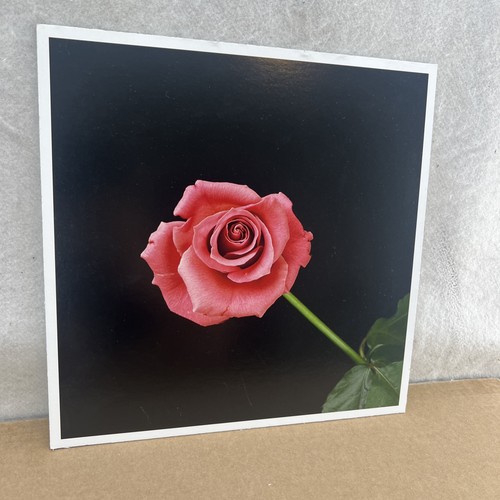 Robert mapplethorpe rose - robert, “rose”