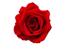 Queen elizabeth celebration - queen,