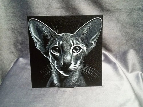 Oriental cat - oriental,