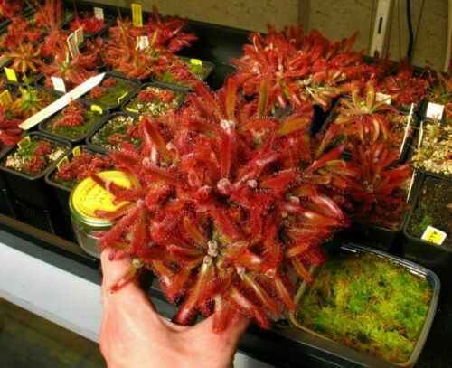 Drosera ascendens 10 - ascendens,
