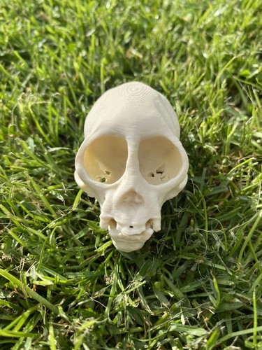 Replica squirrel monkey skull - squirrel,