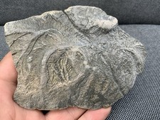 Rare Jurassic Crinoid
