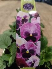 12 Pack Pink Pansy Plants | Easy Care Winter Bedding | Pink Colour