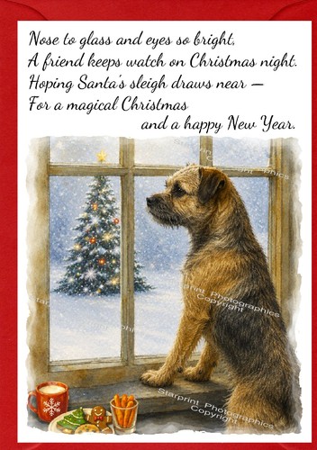 Border terrier dog - dog, x