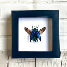 Blue Jewel Beetle (Polybothris sumptuosa) Deep Box Frame Display Insect Bug 