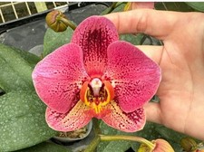 Phalaenopsis OX Van Gogh Orchid Plant