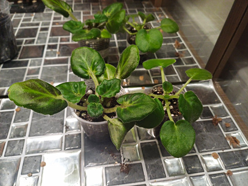 African violet bundle - violet,