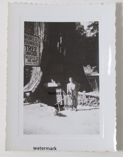 Vtg 1940 tree house - vtg, park