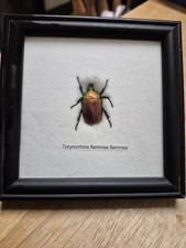 Real Torynorrhina Flammea Flammea Taxidermy Beetle in Frame