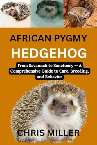 African pygmy hedgehog from - hedgehog,