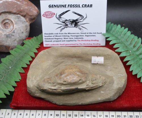 Amazing fossil crab from java - from,