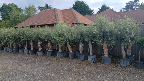 Olive tree standard - tree,