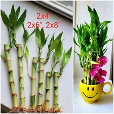 6 Lucky Bamboo Stalks Rooted